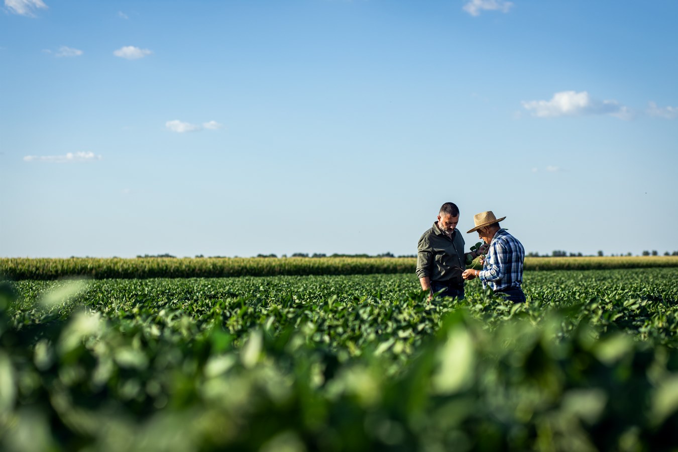 Conseil stratégique phytosanitaire dans le Grand Est